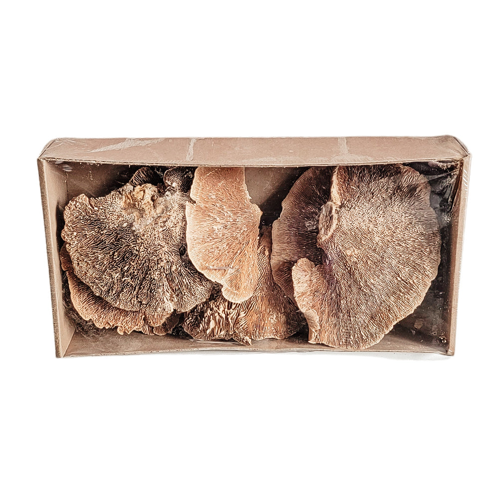 Dried Mushrooms In Box